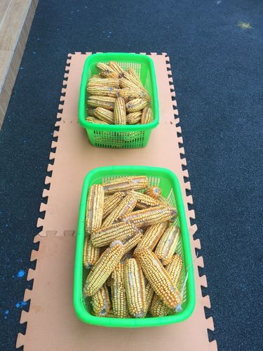 新世纪幼儿园中班组主题活动 "乐在秋天 玩转玉米棒"